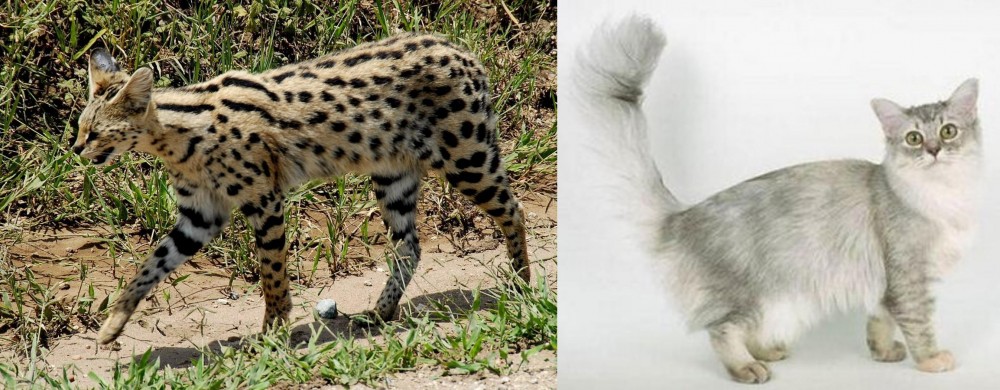 Asian Semi-Longhair vs African Serval - Breed Comparison