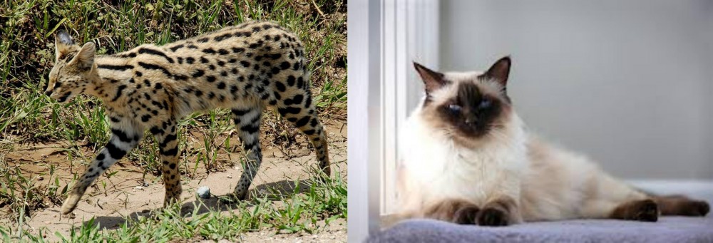 Balinese vs African Serval - Breed Comparison