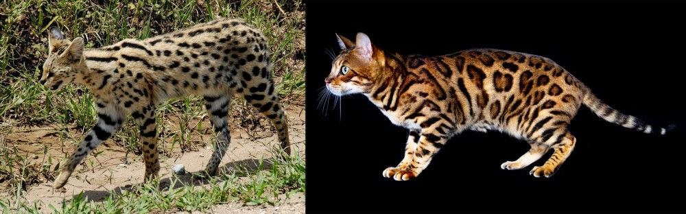 Bengal vs African Serval - Breed Comparison