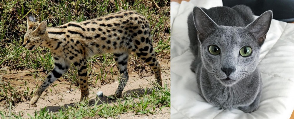 Blue Russian vs African Serval - Breed Comparison
