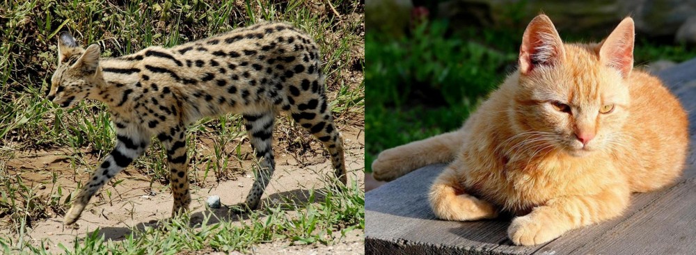 Brazilian Shorthair vs African Serval - Breed Comparison