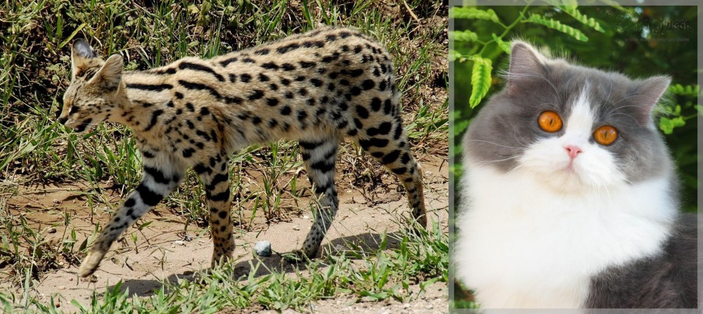 British Longhair vs African Serval - Breed Comparison