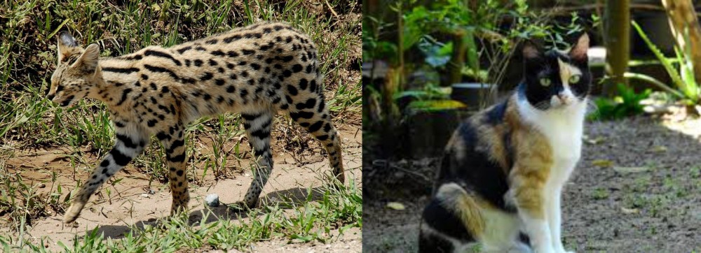 Calico vs African Serval - Breed Comparison