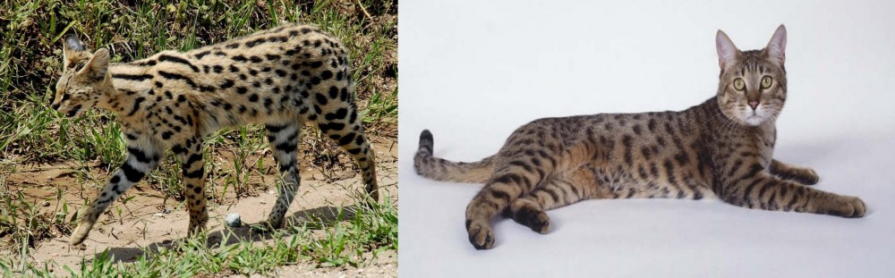 California Spangled Cat vs African Serval - Breed Comparison