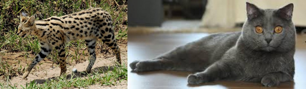 Chartreux vs African Serval - Breed Comparison