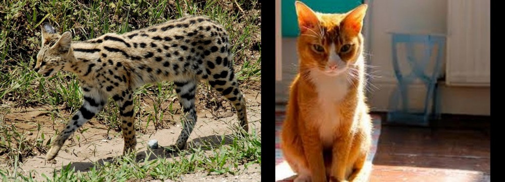 Chausie vs African Serval - Breed Comparison
