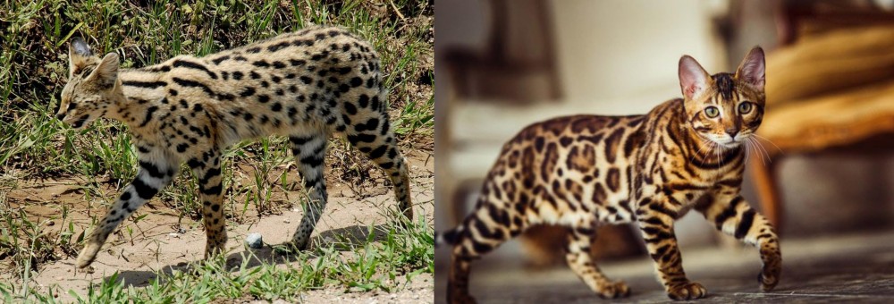 Cheetoh vs African Serval - Breed Comparison