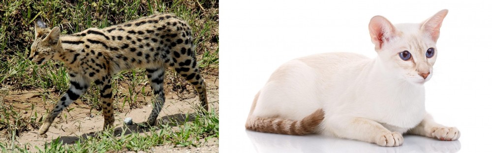 Colorpoint Shorthair vs African Serval - Breed Comparison