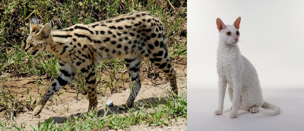 Cornish Rex vs African Serval - Breed Comparison