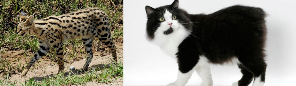 Cymric vs African Serval - Breed Comparison