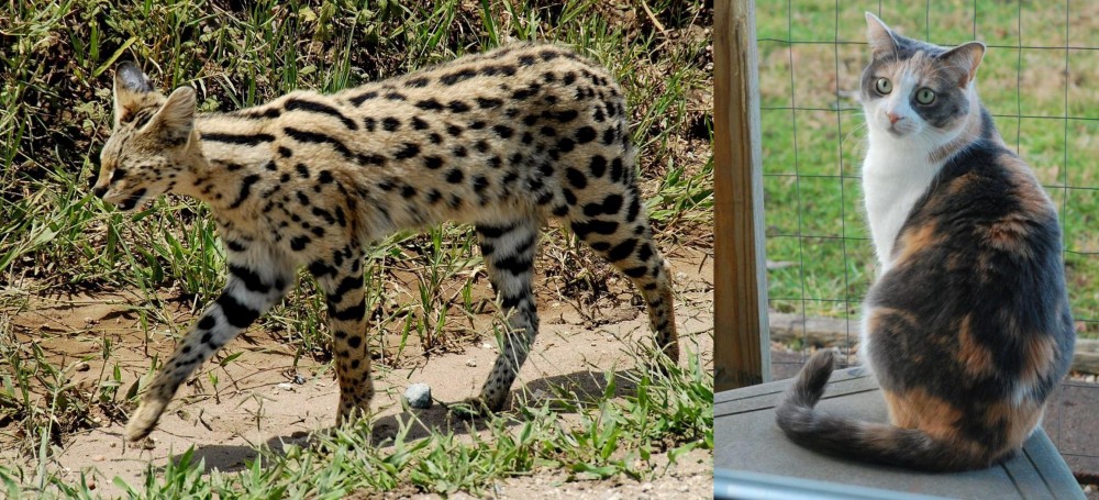 Dilute Calico vs African Serval - Breed Comparison