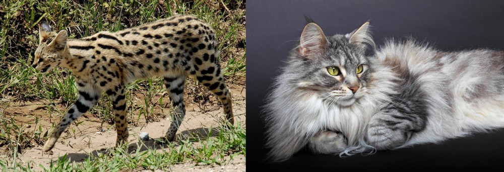 Domestic Longhaired Cat vs African Serval - Breed Comparison