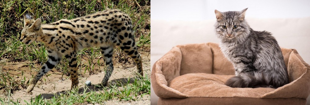 Domestic Mediumhair vs African Serval - Breed Comparison