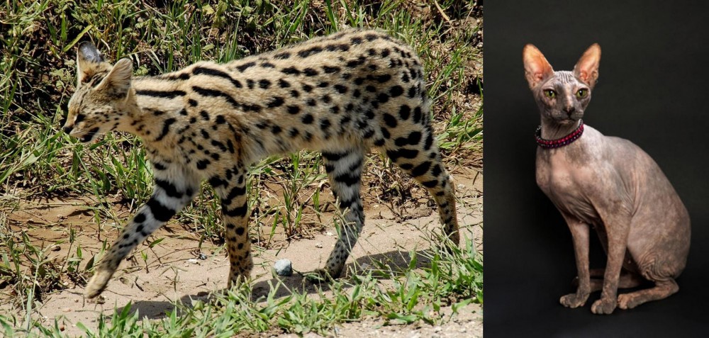 Don Sphynx vs African Serval - Breed Comparison