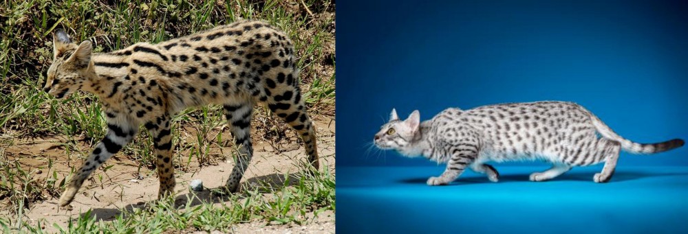 Egyptian Mau vs African Serval - Breed Comparison