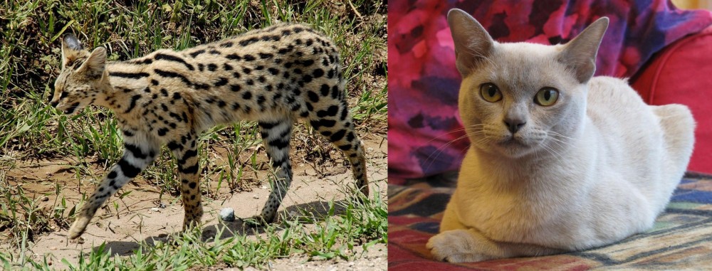 European Burmese vs African Serval - Breed Comparison