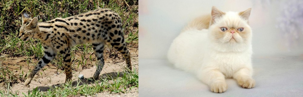 Exotic Shorthair vs African Serval - Breed Comparison