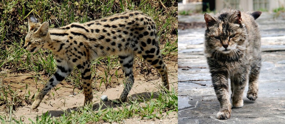 Farm Cat vs African Serval - Breed Comparison