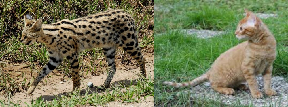 German Rex vs African Serval - Breed Comparison