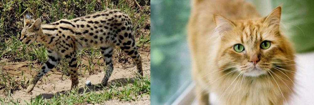 Ginger Tabby vs African Serval - Breed Comparison