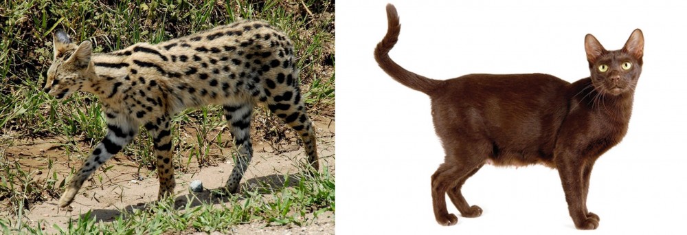 Havana Brown vs African Serval - Breed Comparison