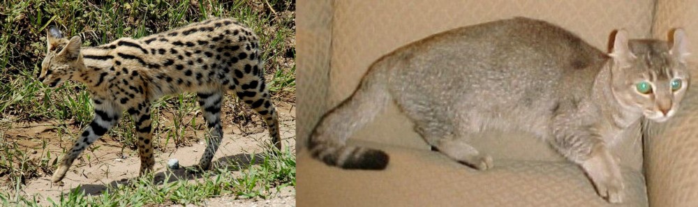 Jaguarundi Curl vs African Serval - Breed Comparison
