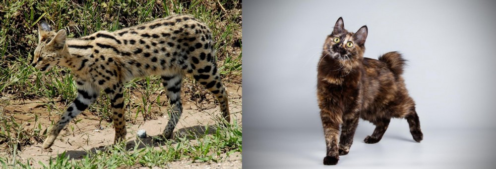 Japanese Bobtail vs African Serval - Breed Comparison