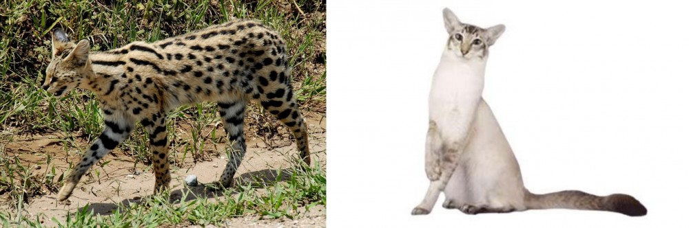 Javanese vs African Serval - Breed Comparison