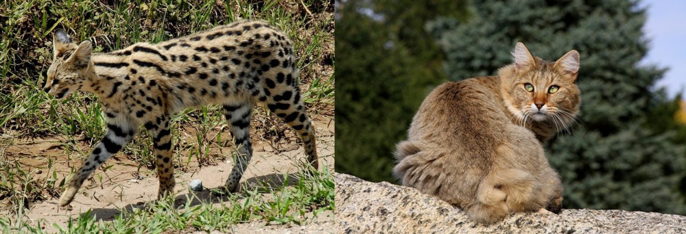 Jungle-Bob vs African Serval - Breed Comparison
