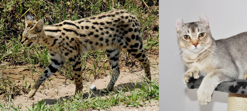 Jungle-Curl vs African Serval - Breed Comparison
