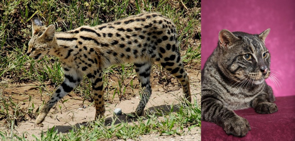 Machbagral vs African Serval - Breed Comparison