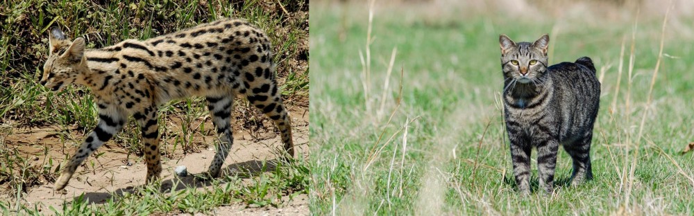 Manx vs African Serval - Breed Comparison