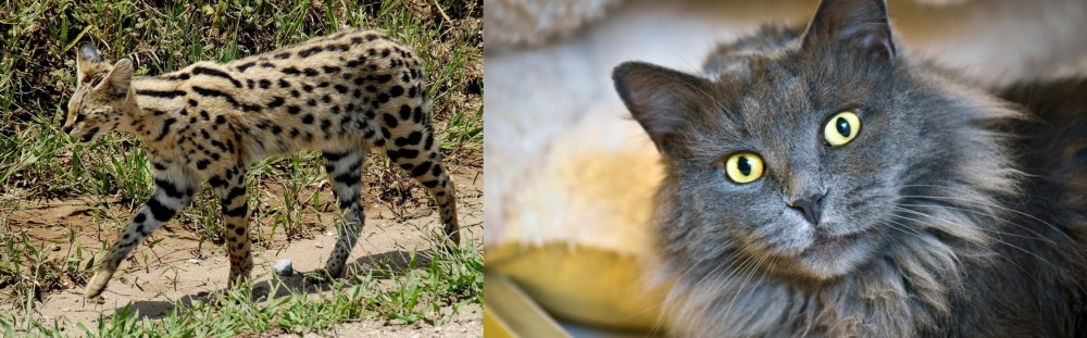 Nebelung vs African Serval - Breed Comparison