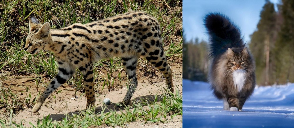 Norwegian Forest Cat vs African Serval - Breed Comparison