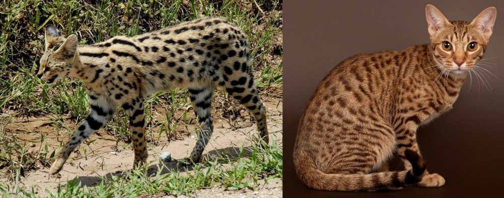 Ocicat vs African Serval - Breed Comparison