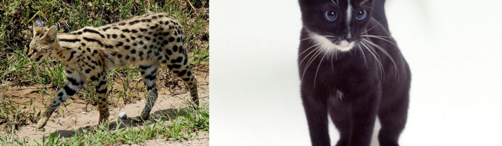 Ojos Azules vs African Serval - Breed Comparison
