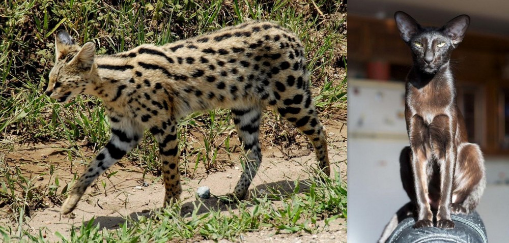 Oriental Shorthair vs African Serval - Breed Comparison