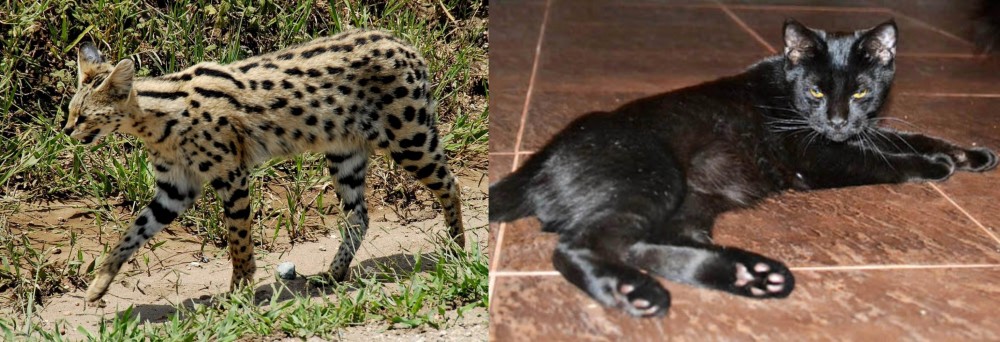 Pantherette vs African Serval - Breed Comparison