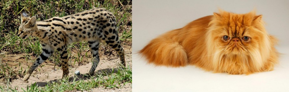 Persian vs African Serval - Breed Comparison