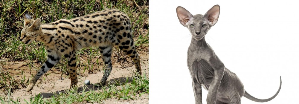 Peterbald vs African Serval - Breed Comparison
