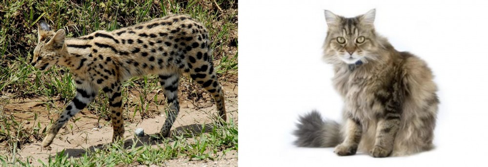 Ragamuffin vs African Serval - Breed Comparison