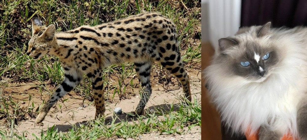 Ragdoll vs African Serval - Breed Comparison