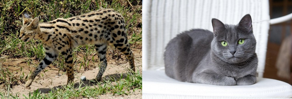 Russian Blue vs African Serval - Breed Comparison