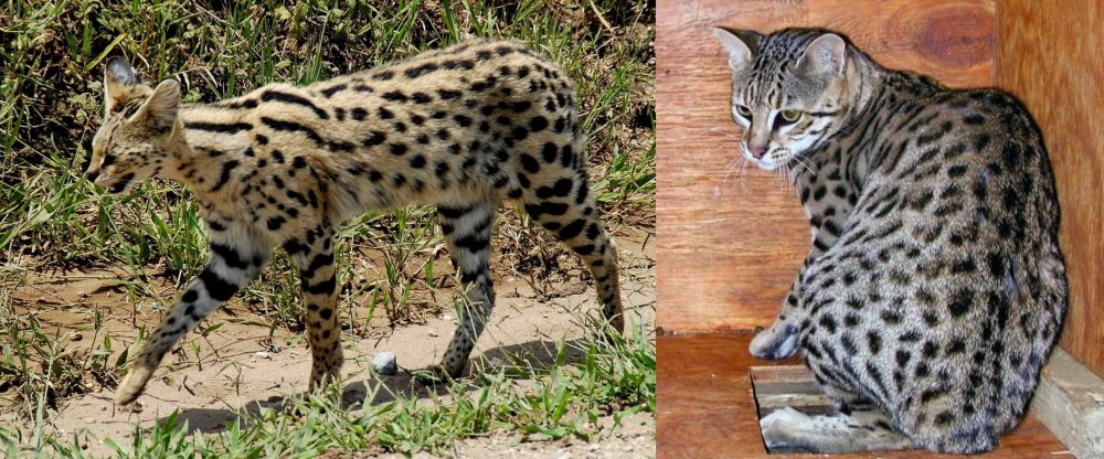 Safari vs African Serval - Breed Comparison