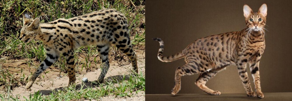 Savannah vs African Serval - Breed Comparison