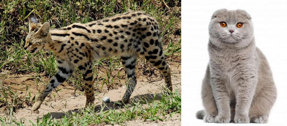 Scottish Fold vs African Serval - Breed Comparison