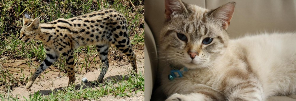 Siamese/Tabby vs African Serval - Breed Comparison