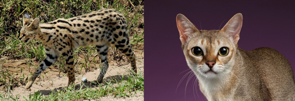 Singapura vs African Serval - Breed Comparison