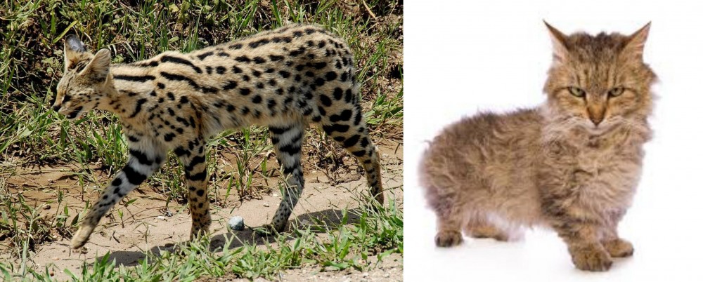 Skookum vs African Serval - Breed Comparison