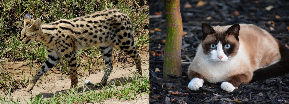 Snowshoe vs African Serval - Breed Comparison